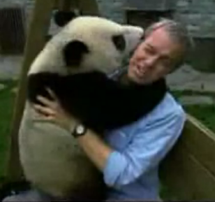 Reporter + Panda = "Serious" Journalism